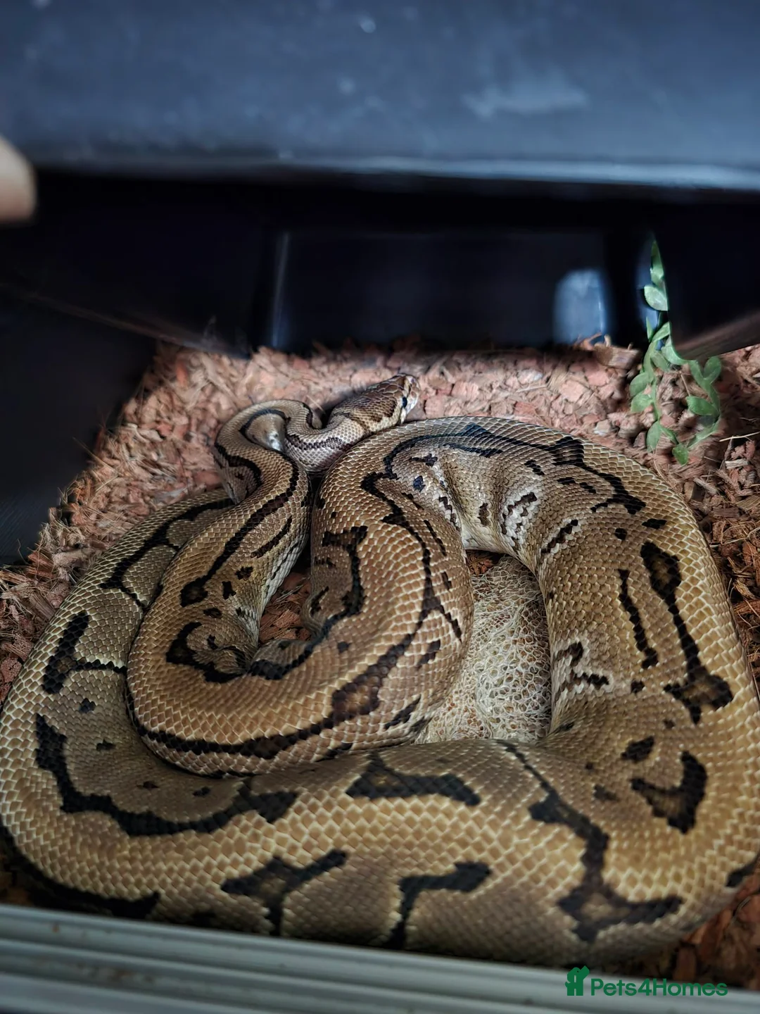 Python Snake reptiles for sale: Various Royal Pythons - Advert 2
