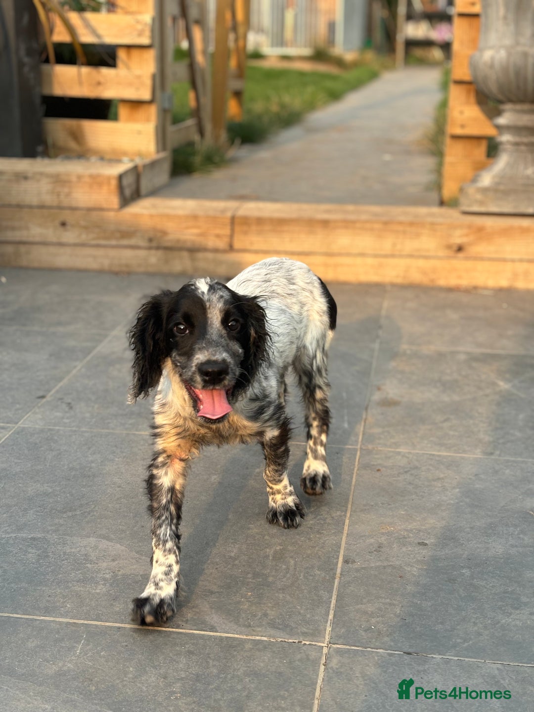 Brittany Spaniel English Setter Spaniel EPAGNEUL BRETON — Stock