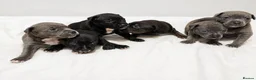 Staffordshire Bull Terrier dogs for sale: Staffordshire bullterrier pups - Advert 8