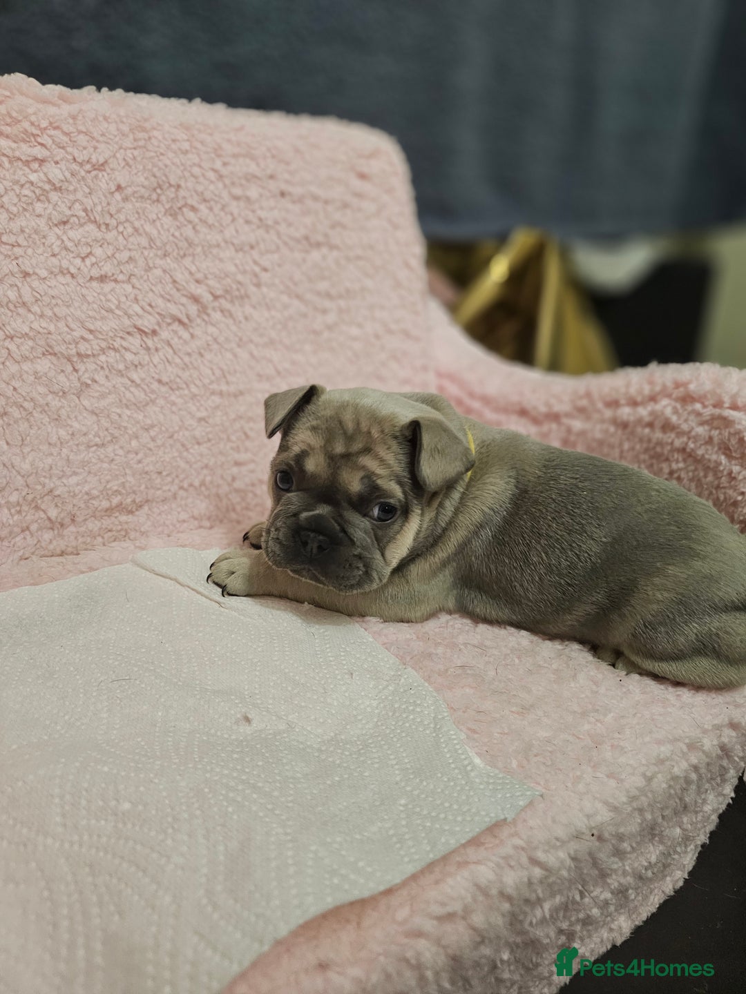 French Bulldog dogs for sale: French bulldog puppies - Advert 6