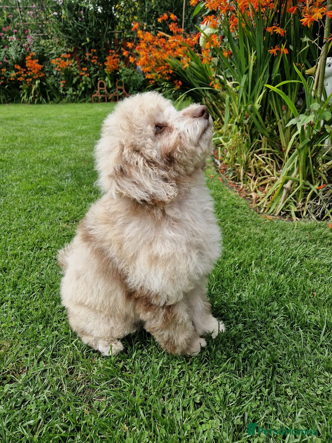 Cockapoo dogs for sale: Cockerpoo girl 11weeks old  - Image 19