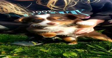Australian Shepherd dogs in York - Advert 14