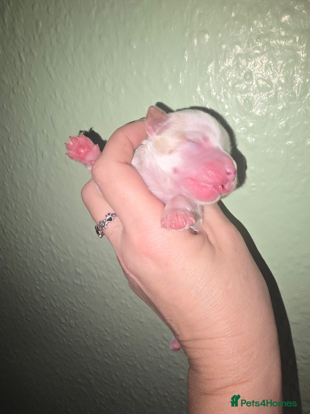 Yorkshire Terrier dogs for sale: wonderful puppies yorkshire terrier - Advert 3