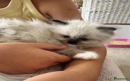 Ragdoll cats for sale: Beautiful pedigree kittens, show quality 💎❤️💎 - Image 13