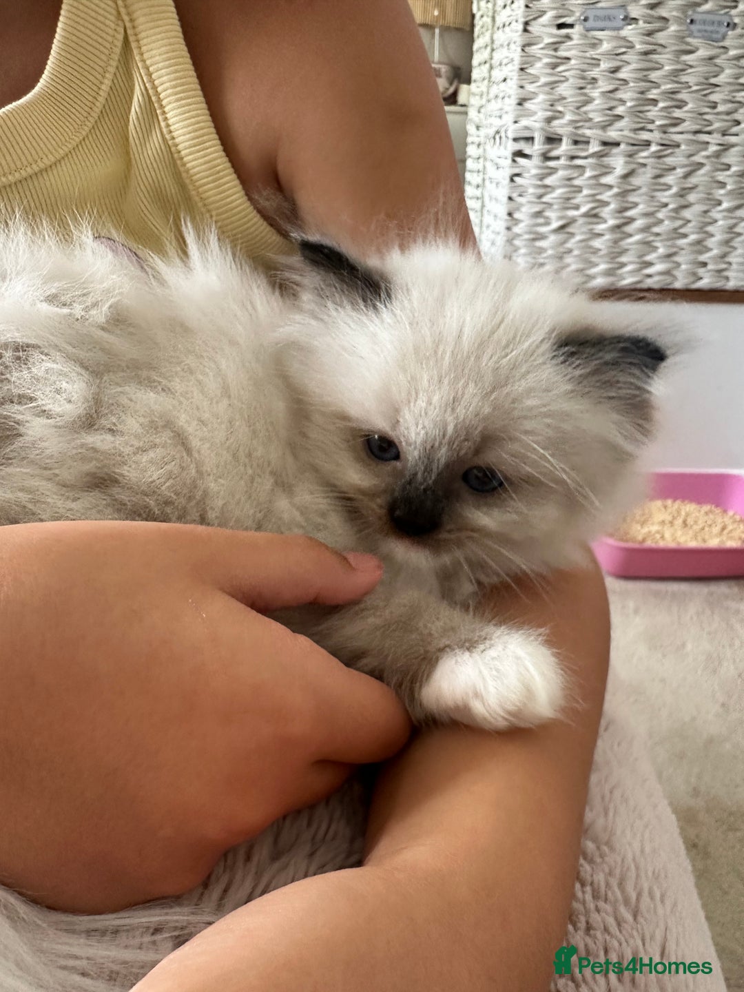 Ragdoll cats for sale: Beautiful pedigree kittens, show quality 💎❤️💎 - Image 13
