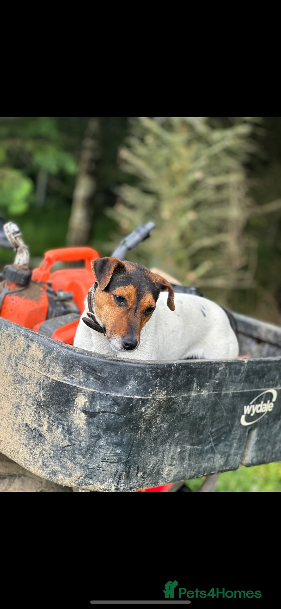 Jack Russell dogs for stud: Jack Russel Stud in Aboyne - Advert 3
