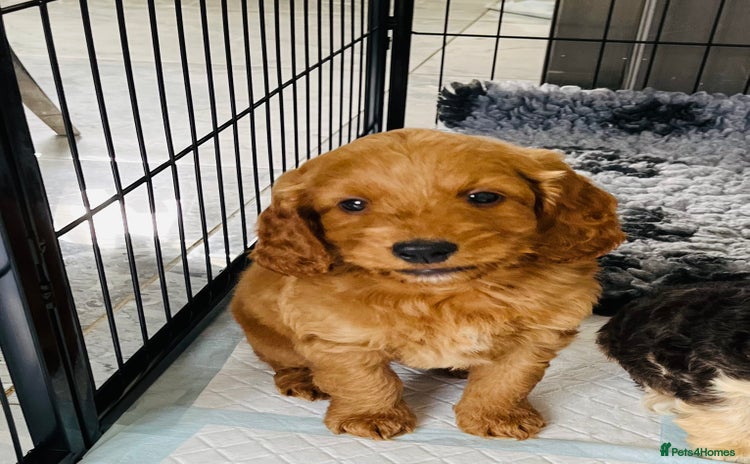 Cockapoo dogs - Advert 10