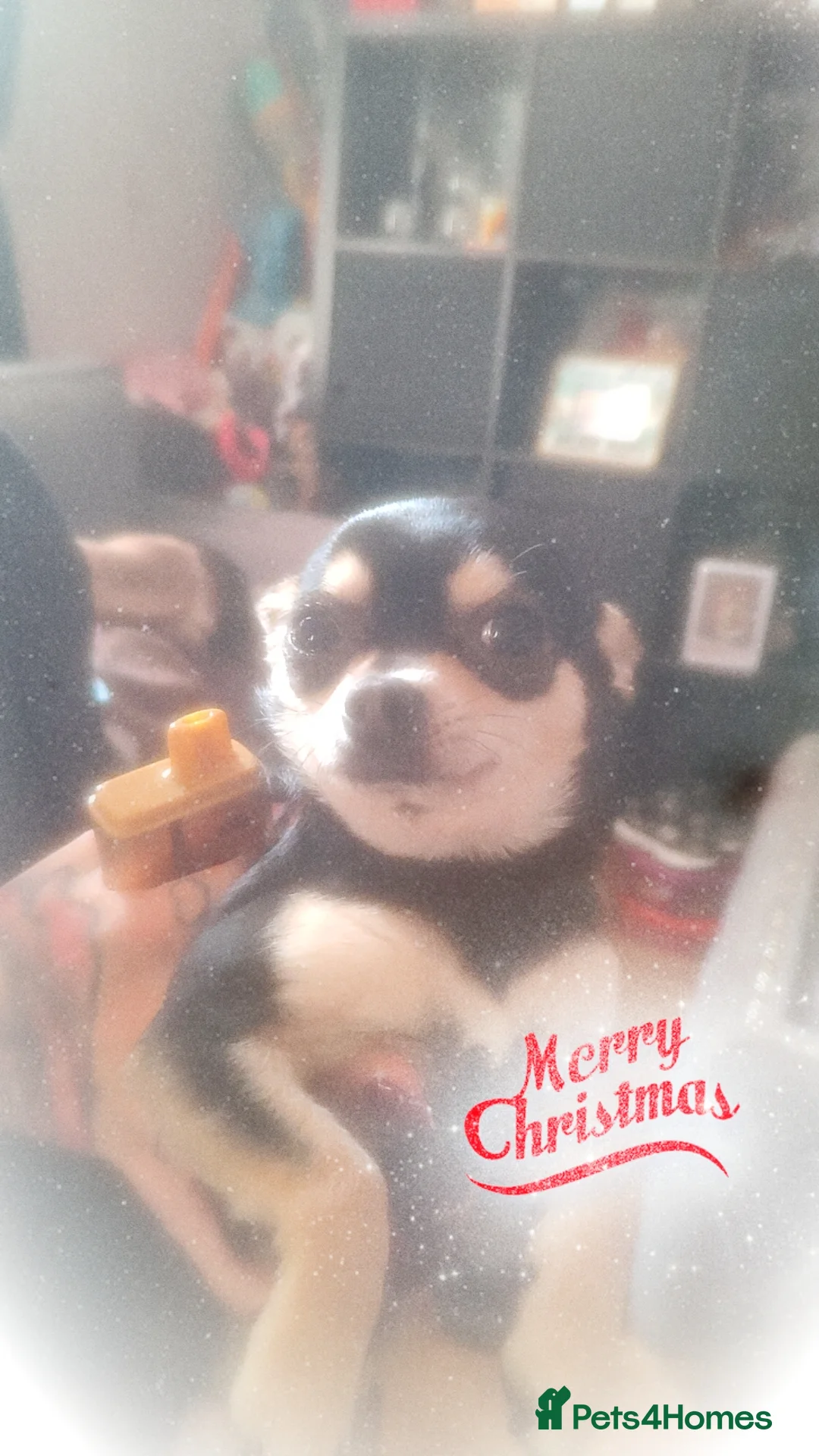 Chihuahua dogs for stud: Stud services - Advert 4