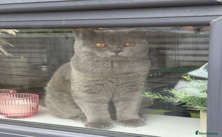 British Shorthair cats - Advert 1