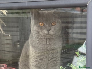 British Shorthair cats - Advert 3