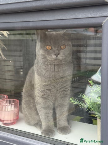 British Shorthair cats - Advert 2