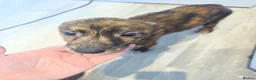 Lurcher dogs for sale: Last Outstanding male Lurcher Puppy - Advert 28