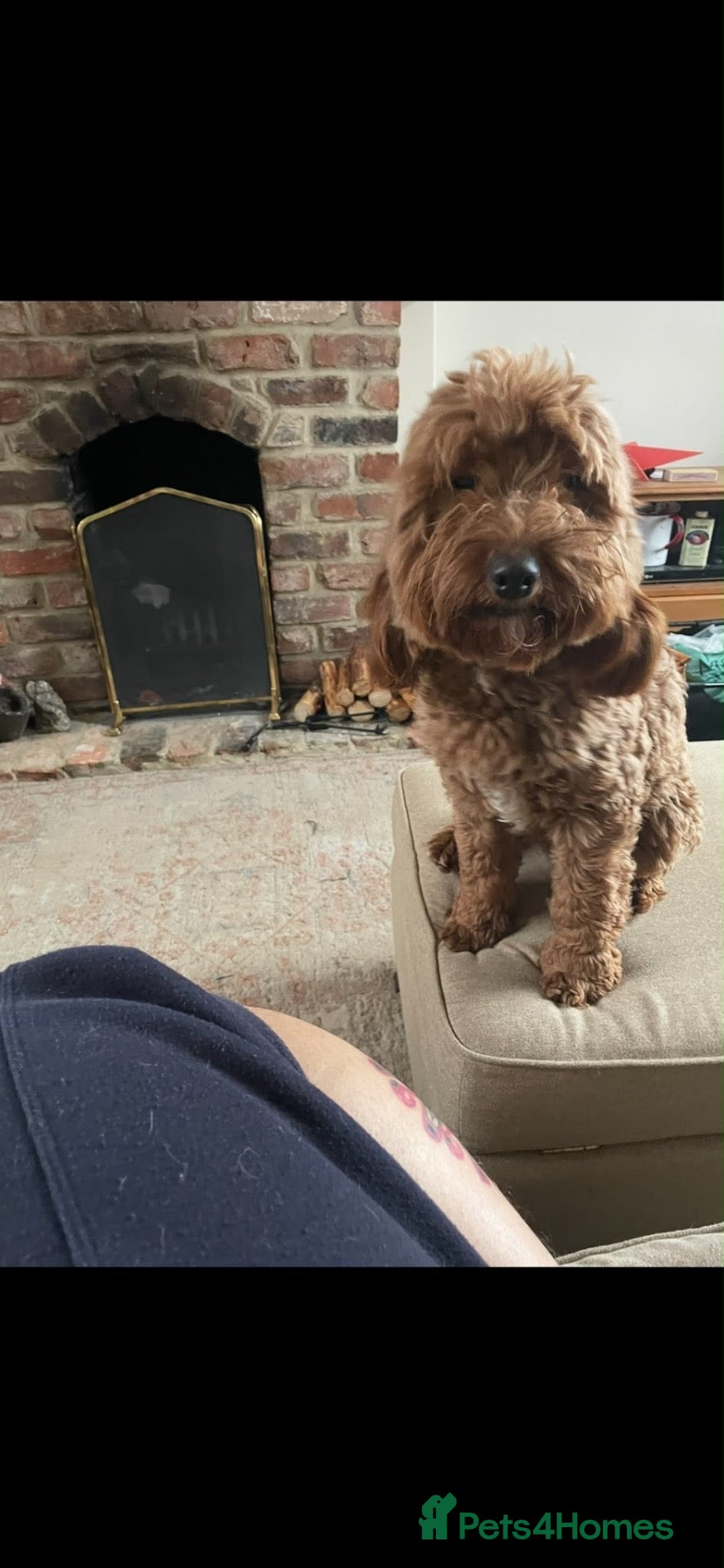 Mixed Breed dogs for sale: 4 beautiful cocapoo/labradoodle girls - Advert 1