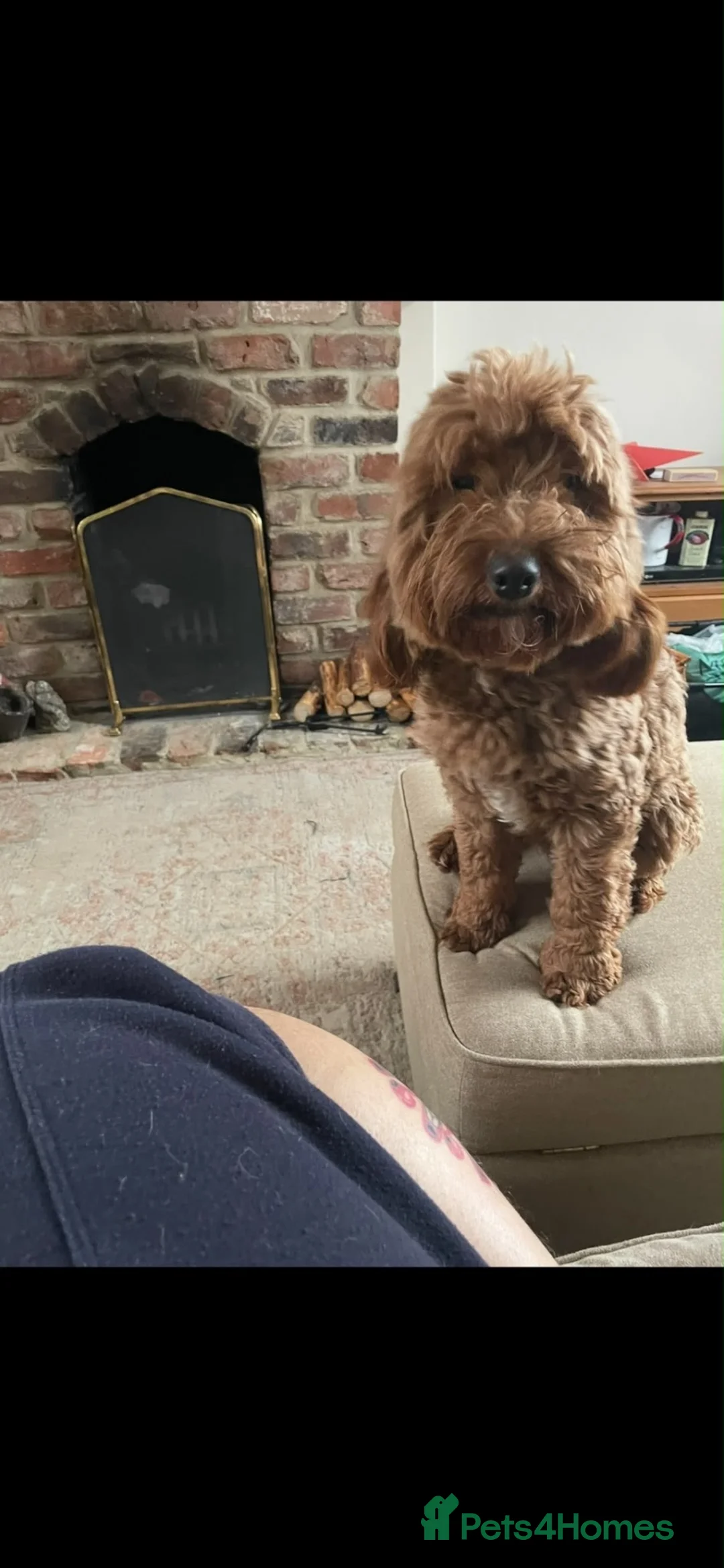 Mixed Breed dogs for sale: 4 beautiful cocapoo/labradoodle girls in Selby - Advert 1
