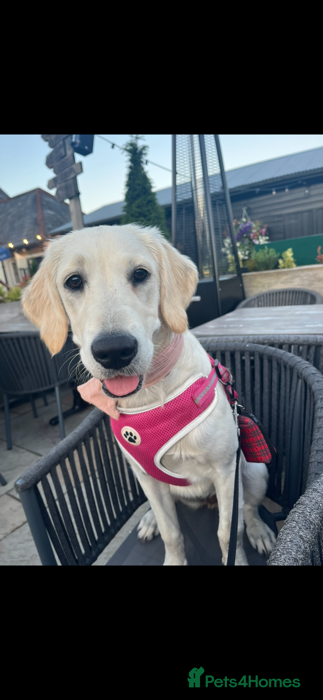 Golden Retriever dogs Pearl -  - Advert 1