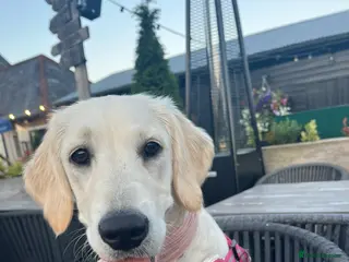 Golden Retriever dogs Pearl - - Advert 2