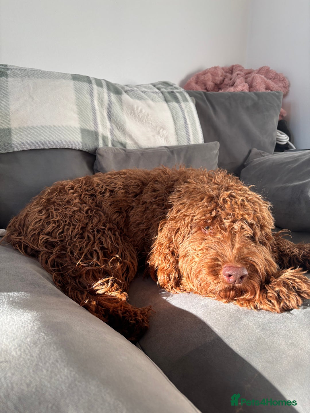 Cockapoo dogs for sale:  Beautiful Rolo - Advert 4