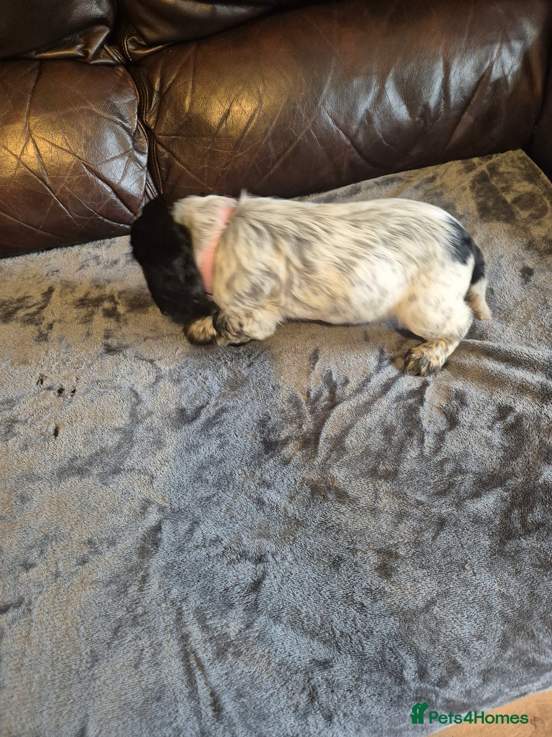 Cocker Spaniel dogs for sale: Cocker spaniel pups ready now!!  - Image 8