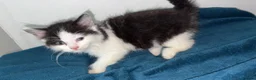 Mixed Breed cats for sale: Five beautiful kittens - Advert 3