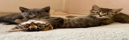 Mixed Breed cats for sale: Gorgeous kittens, 1 grey girl, 2 tabby boys - Advert 15