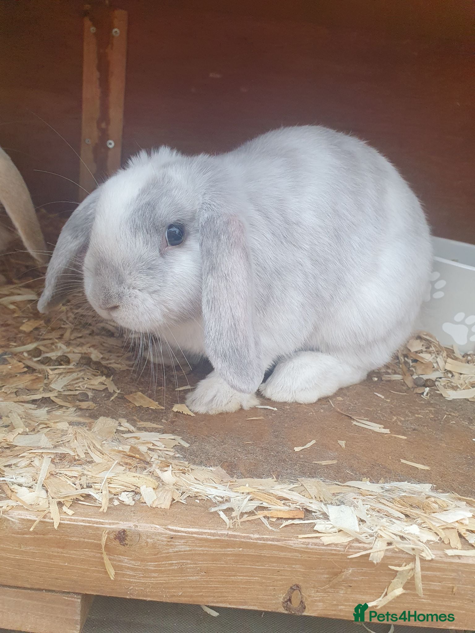 Mini Lop rabbits 2x Female mini lop sisters - Advert 1