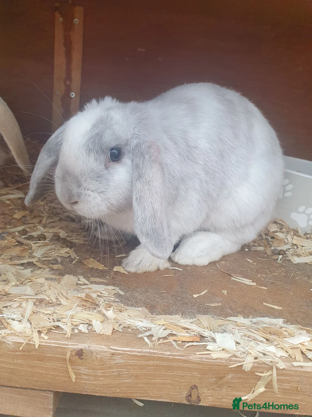 Mini Lop rabbits for sale: 2x Female mini lop sisters - Advert 1