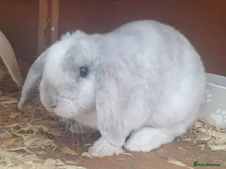 Mini Lop rabbits 2x Female mini lop sisters - Advert 1