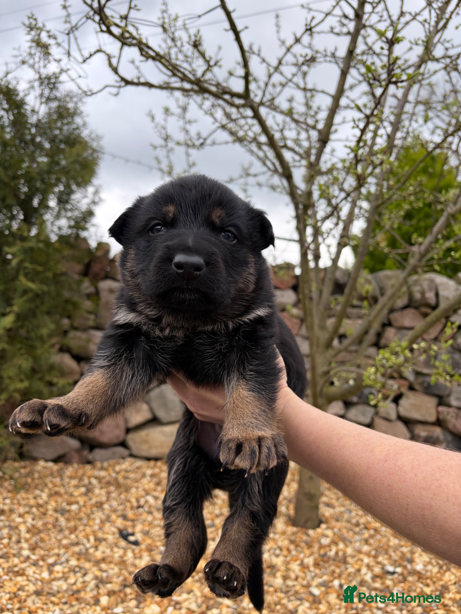 German Shepherd dogs Gorgeous purebred German shepherd puppies 2 LEFT - Advert 18