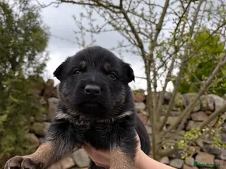 German Shepherd dogs Gorgeous purebred German shepherd puppies 2 LEFT - Advert 18