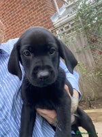 Labrador Retriever dogs - Advert 2