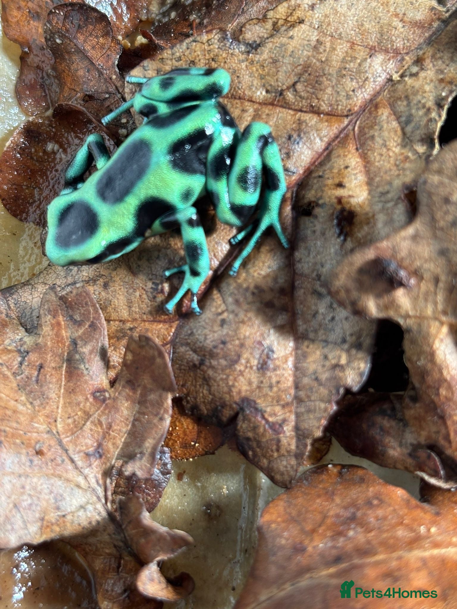 Frog reptiles Dart frogs - Advert 2