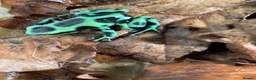 Frog reptiles for sale: Dart frogs in St. Ives - Advert 2