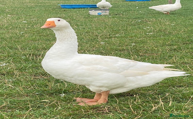 Geese poultry - Advert 1