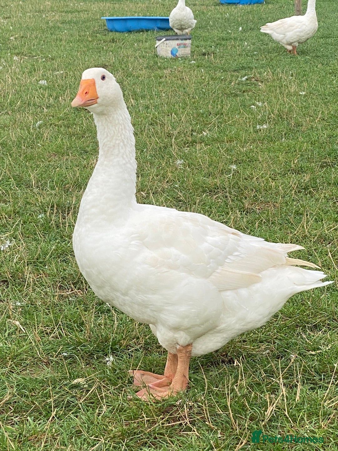 Geese poultry for sale: Embden Geese - Image 1