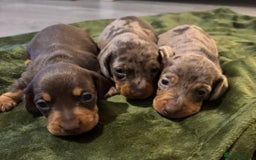 Miniature Dachshund dogs for sale: KC Reg Miniature Dachshund Puppies - Image 5