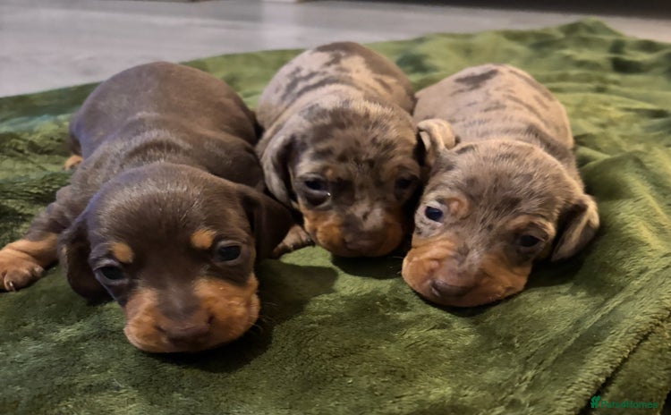 Miniature Dachshund dogs - Advert 15