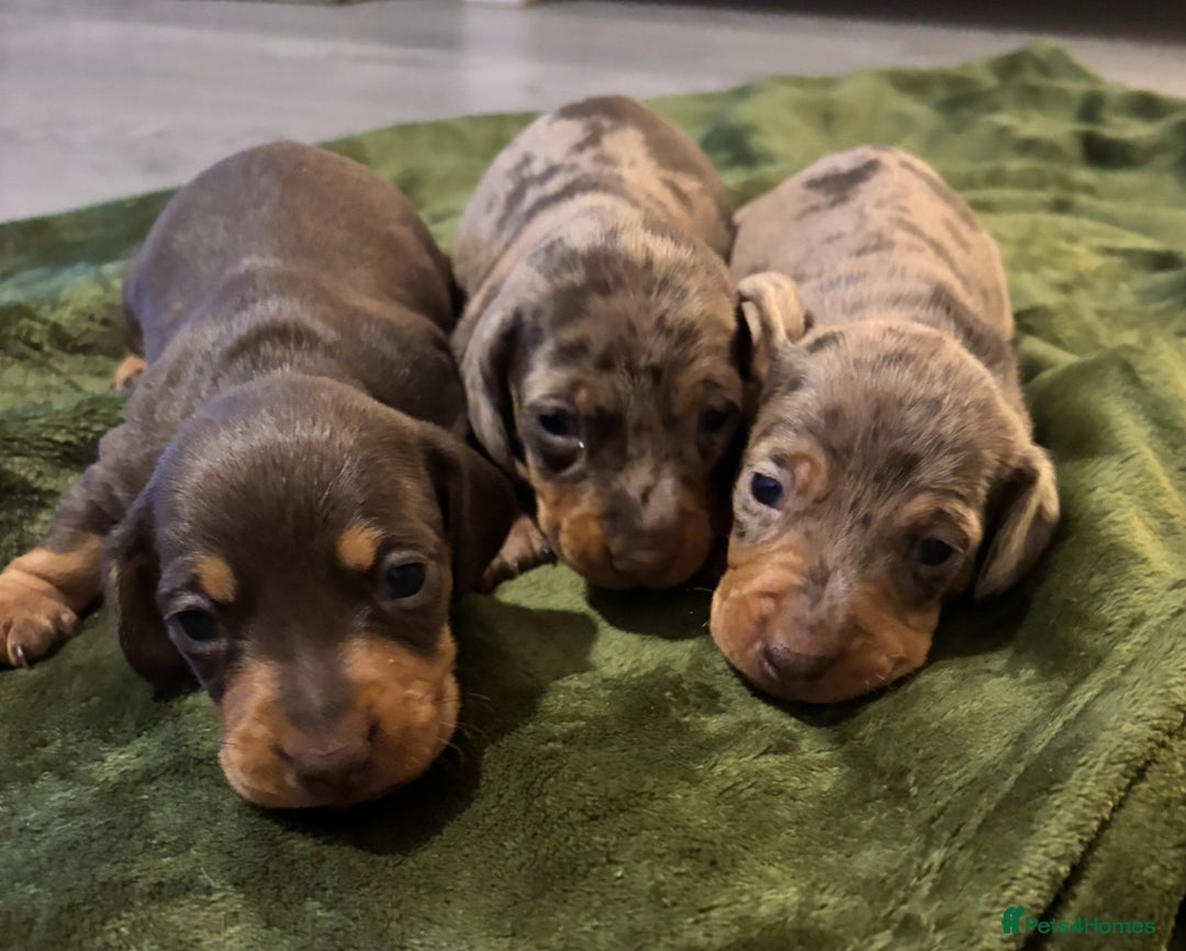Miniature Dachshund dogs for sale: KC Reg Miniature Dachshund Puppies - Image 5