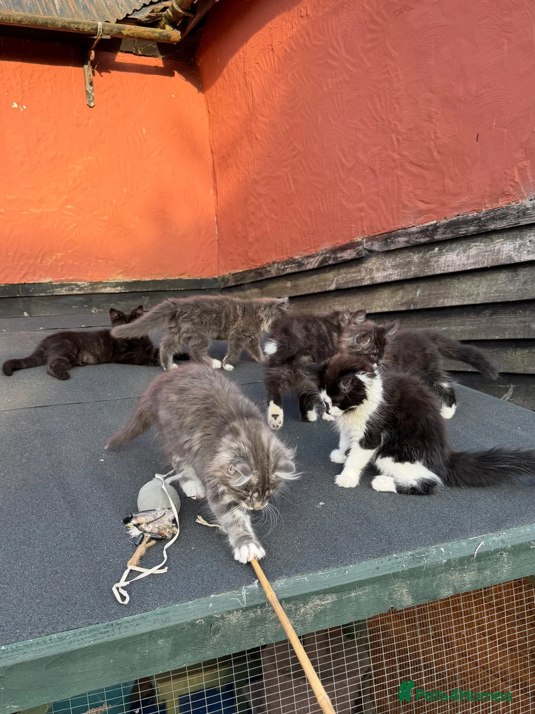 Mixed Breed cats for sale: Beautiful Maine Coon Cross Kittens - Advert 1
