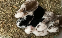 Rex rabbits for sale: Friendly velvety rex rabbits for sale - Image 11