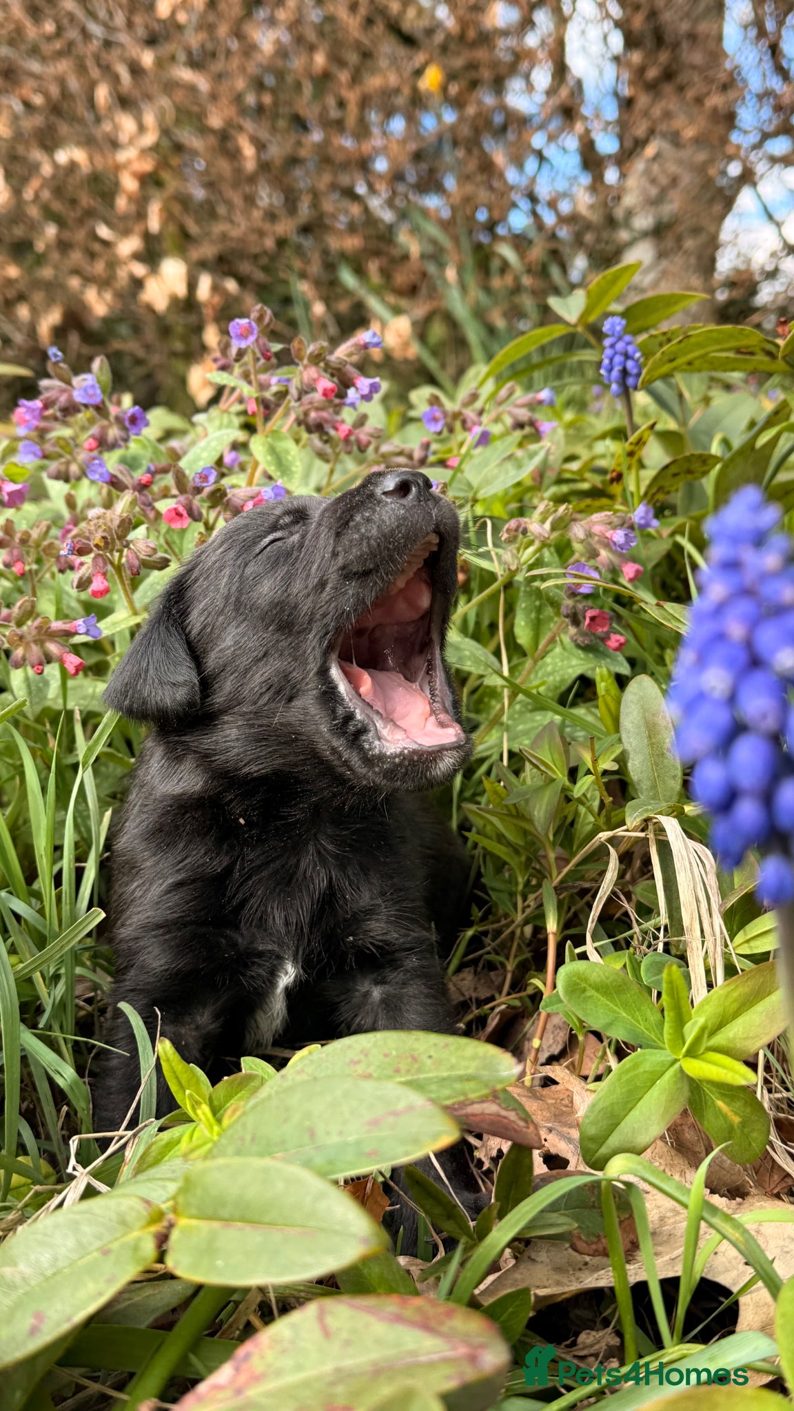 Labrador Retriever dogs Exceptional KC Reg Labrador Puppies For Sale! - Advert 1