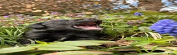 Labrador Retriever dogs for sale: Exceptional KC Reg Labrador Puppies For Sale! - Advert 20