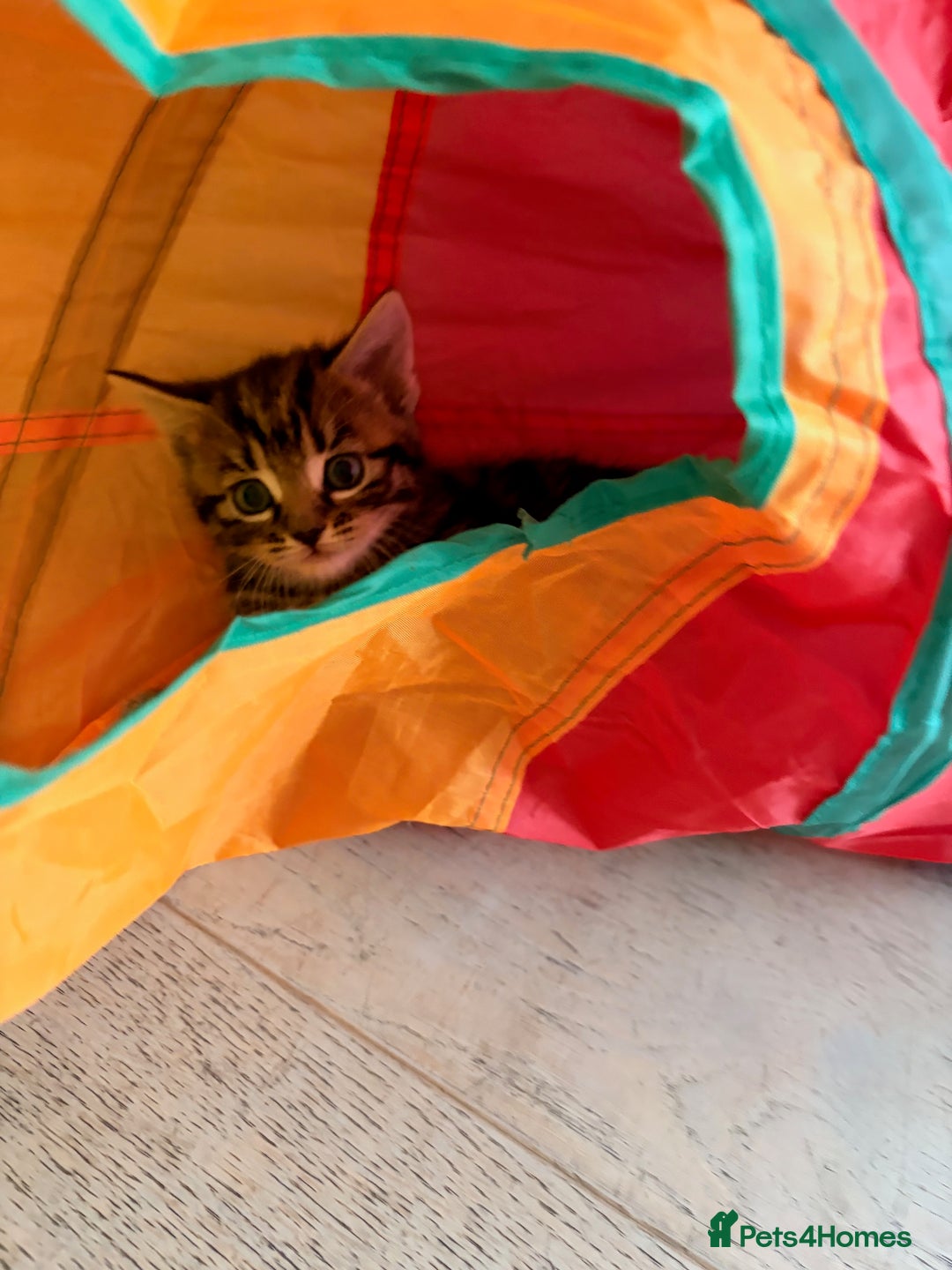 Domestic Shorthair cats for sale: Gorgeous kittens for sale - south of Edinburgh  - Image 11