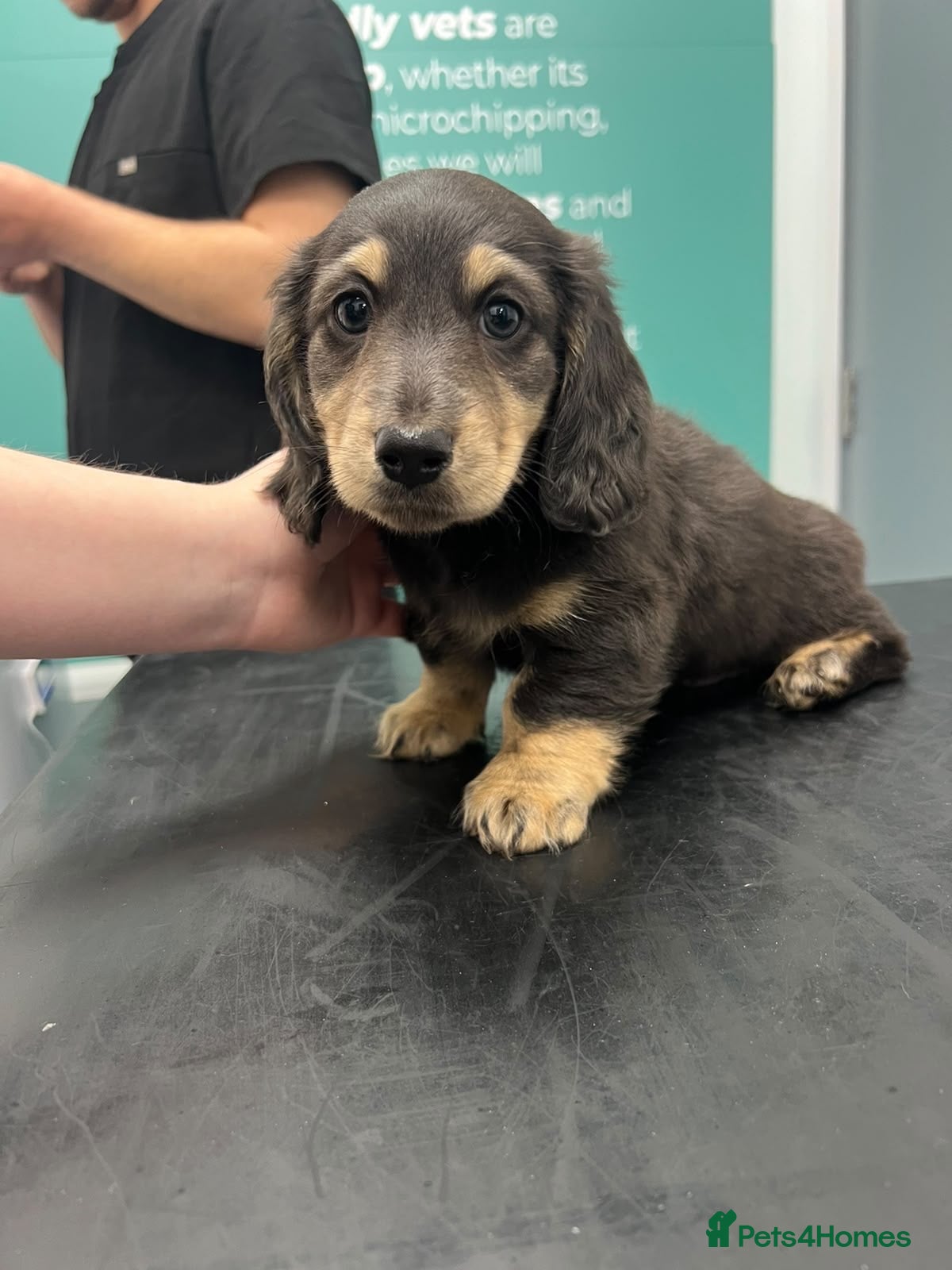 Miniature Dachshund dogs KC registered long haired Miniatures  - Advert 15