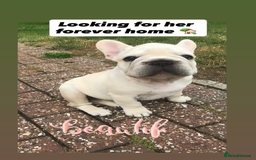 French Bulldog dogs for sale:  Price drop ⭐️French bulldogs from £1350  to £1500 in Liverpool - Image 14
