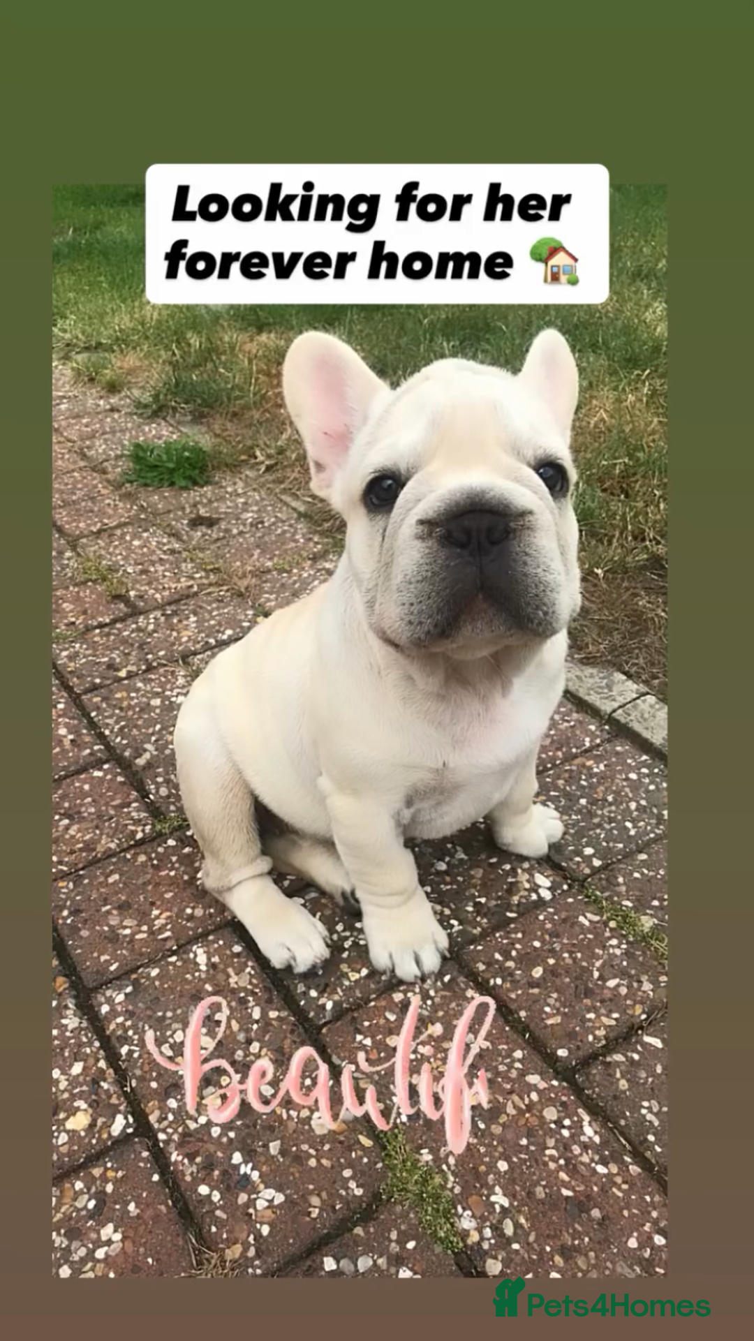 French Bulldog dogs for sale:  Price drop ⭐️French bulldogs from £1350  to £1500 in Liverpool - Image 14