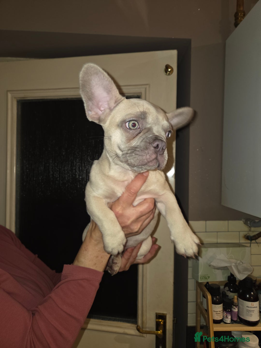 French Bulldog dogs for sale: Frenchies for sale - Advert 8