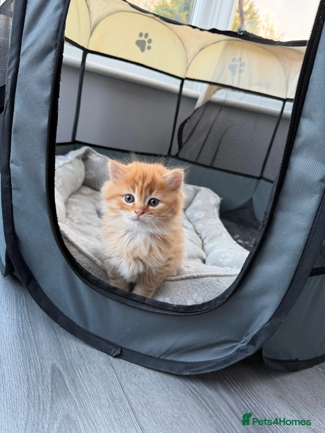 Scottish Fold cats for sale: Beautiful ginger kitten  - Advert 1