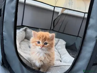 Scottish Fold cats Beautiful ginger kitten - Advert 1
