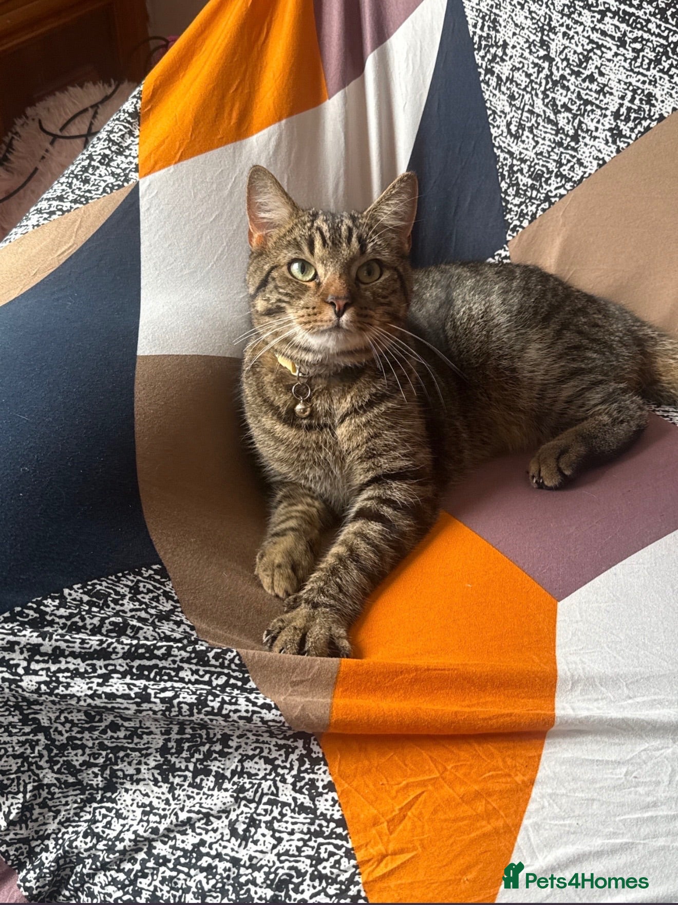 Mixed Breed cats Male kitten - Bengal X Tabby  - Advert 1