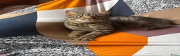 Mixed Breed cats for sale: Male kitten - Bengal X Tabby  - Advert 1